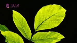 Keajaiban Tumbuhan dan Proses Fotosintesis
