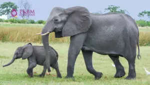Bayi Gajah Warisan Nusantara