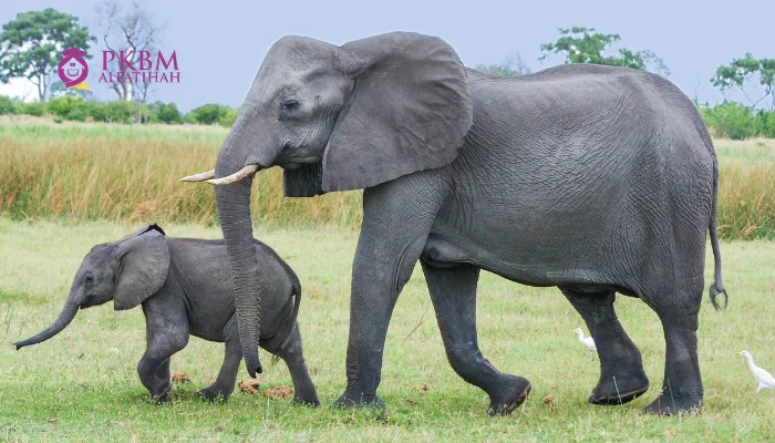 Bayi Gajah Warisan Nusantara
